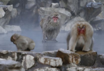 Un macaco japonés se sienta en una roca en el interior de una fuente termal en un valle de la ciudad de Yamanouchi, prefectura de Nagano (Japón).