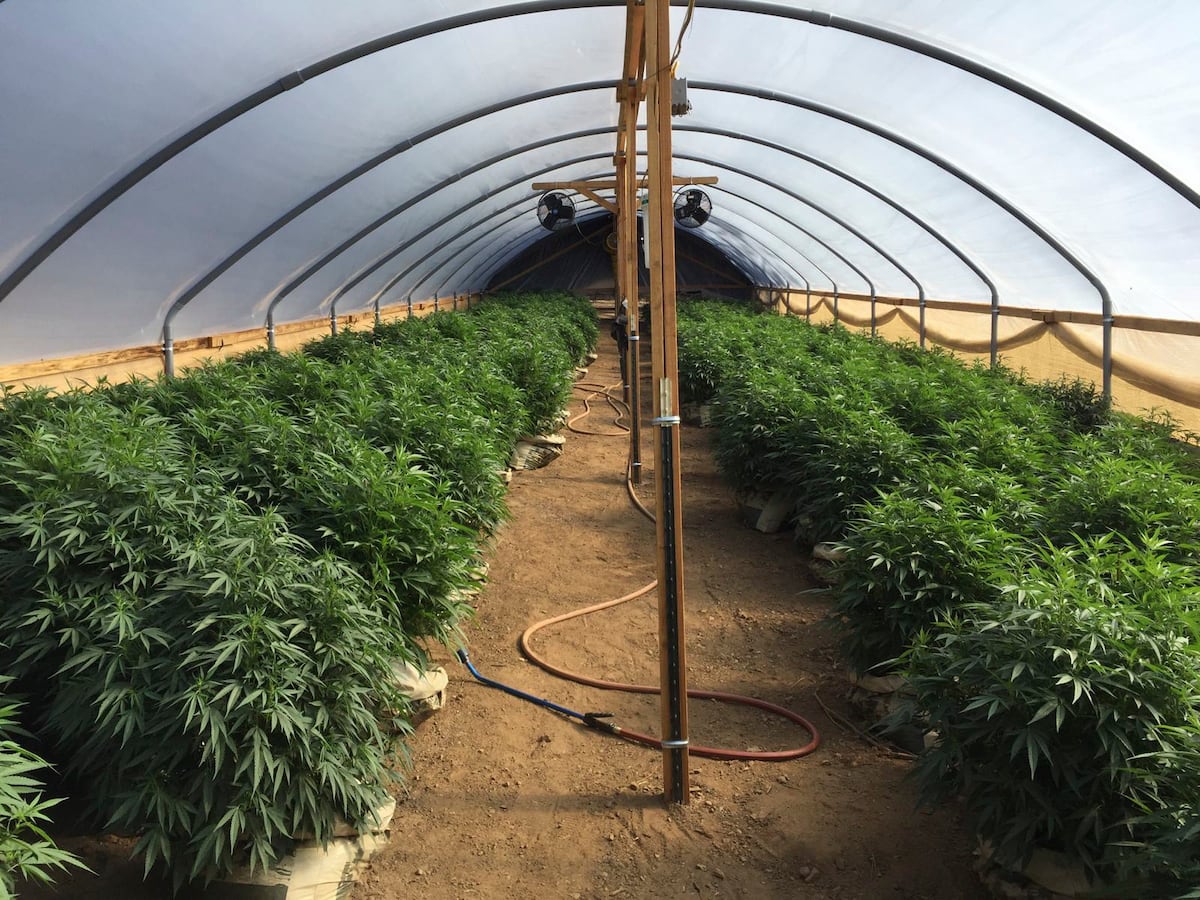 Tijeras, armas y drogas: historias de temporeros españoles en las granjas ilegales de marihuana en California