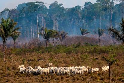 Gado pasta em frente a uma área de queimada em Novo Progresso, no Pará, no final de 2019. Até hoje a região é uma das mais críticas de devastação da floresta