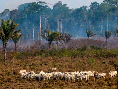 Gado pasta em frente a uma área de queimada em Novo Progresso, no Pará, no final de 2019. Até hoje a região é uma das mais críticas de devastação da floresta