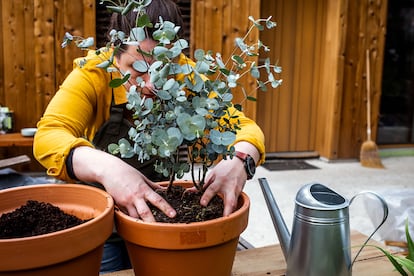 Una mujer planta un árbol de eucalipto.