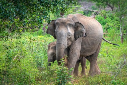 Un elefante y su cría en el parque nacional Udawalawe en Sri Lanka.