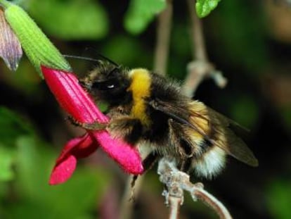 Bombus franklini.