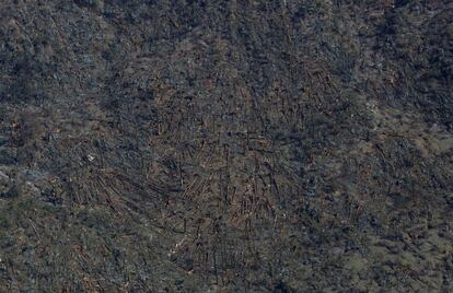 Arbres caiguts en un vessant de l'Himàlaia a causa del terratrèmol del Nepal, l'abril del 2015.