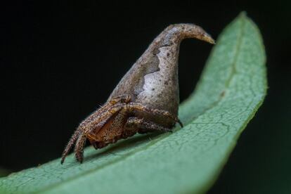 Fotografía de la recién descubierta araña Eriovixia Gryffindori sobre una hoja en los Ghats occidentales de la India.