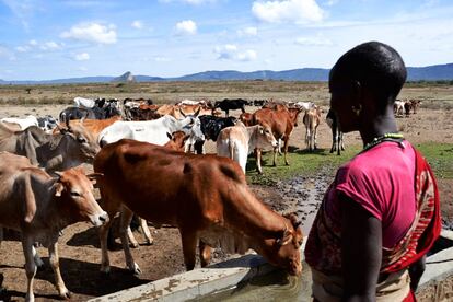 Una mujer samburu observa cómo el ganado sacia su sed en el abrevadero. La mayor actividad económica de los samburu es la cría de ganado, y las labores agrícolas han sido hasta ahora muy esporádicas. Por ello el distrito de Samburu era uno de los que presentaba los indicadores de desarrollo humano más bajos de todo Kenia.