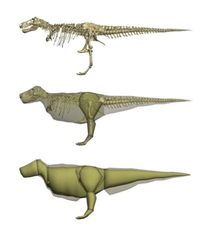 Imagen esquemática del modelo por ordenador del tiranosauro rex apodado <i>Sue</i> a partir del esqueleto escaneado y mostrando como sería el animal en la versión de extrema delgadez y de obesidad.