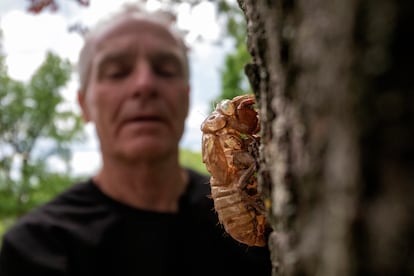 El entomólogo Michael Raupp, frente a una cigarra en la Universidad de Maryland.