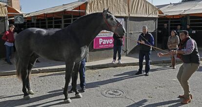 Uno de los caballos que participan en el Salón Internacional del Caballo (SICAB).