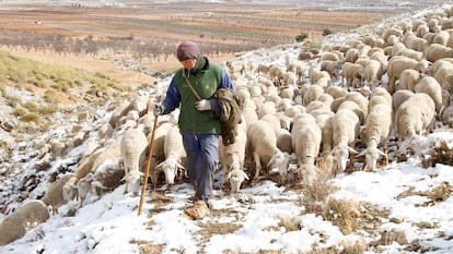 Un pastor lleva a su rebaño trashumante.