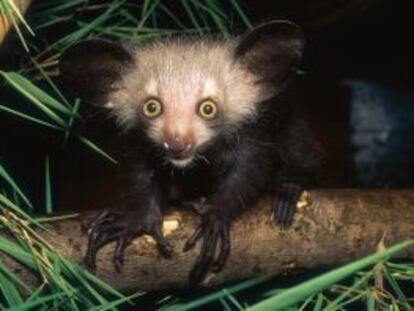 Un lemur nocturno