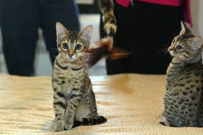 <i>Baba Ganoush</i> (izquierda) y <i>Tabouli,</i> los gatos clonados durante su presentación en Nueva York.