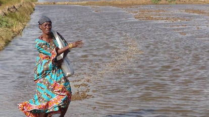 La agricultora Ndeye Gaye, en una de sus 32 hectáreas de arroz, en Ross Bethio, Senegal.