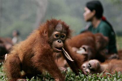 Una cría de orangután juega con otras de su especie en un centro de acogida en Palangkaraya, Kalimantan, Indonesia.