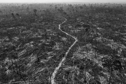 El brasileño Lalo de Almeida, ha recibido el galardón al proyecto a largo plazo por 'Distopía Amazónica'. Es una panorámica que abarca 12 años de desgaste de la selva debido a la deforestación, la minería y la explotación de los recursos naturales. Publicada por 'Folha de S. Paulo/Panos Pictures', su autor advierte de que “no se puede separar el entorno de las cuestiones sociales: pobreza, violencia y degradación del entorno y la deforestación van unidos”. El fallo del jurado destaca que este reportaje “destapa el desastroso resultado de la explotación de la tierra”.