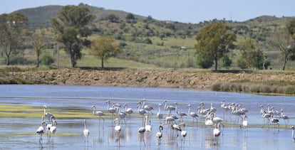 La Reserva Natural do Sapal.