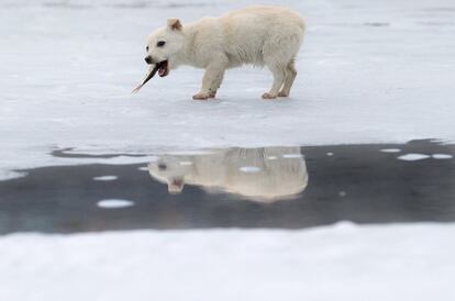 Un perro con un pez en la boca se refleja en un charco formado un lago helado en Cimiseni, Moldavia.