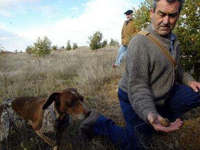 Buscadores de trufas en un valle navarro.