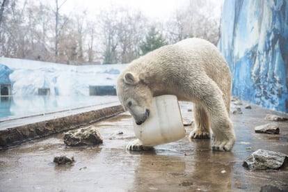 "Fiete", un oso polar (Ursus Maritimus) de dos años de edad, en su nuevo recinto en el zoológico de Nyiregyhaza en Nyiregyhaza, a 245 kilómetros al este de Budapest (Hungría).