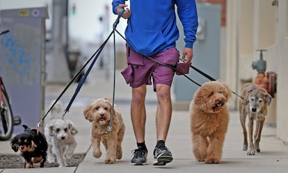 Paseadores de perros o cuidadores de gatos: hay aplicaciones para la oferta y la demanda.