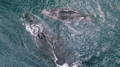 Una ballena y su cría en el Golfo de Cupica, Departamento de Chocó (Colombia), en de agosto de 2022.
