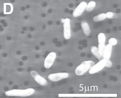 Micrografía de la bacteria capaz de sustituir el fósforo por arsénico en su organismo