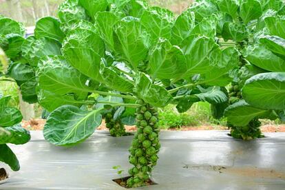 La planta de la col de Bruselas da frutos de forma continuada, que crecen apretados en su tallo. Se consumen directamente recolectadas de la planta cuanto están maduros (cuando tienen un tamaño <a href="https://www.elhuertourbano.net/hortalizas/como-cultivar-la-col-de-bruselas/" target=blank>superior a tres centímetros</a> de diámetro). <p>Según el Ministerio de Agricultura y Pesca, Alimentación y Medio Ambiente (<a href="http://www.mapama.gob.es/es/ministerio/servicios/informacion/coles-bruselas_tcm7-315471.pdf" target=blank>MAPAMA</a>), estas verduras son las que contienen mayor cantidad de hidratos de carbono y proteínas, más vitamina C, "reconocida por su acción antioxidante. Colabora en la formación de colágeno, huesos, dientes y glóbulos rojos, además de favorecer la resistencia a las infecciones y la absorción de ciertos nutrientes de los alimentos (hierro, folatos y ciertos aminoácidos)".</p>