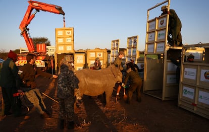 Uno de los últimos rinocerontes sedados es introducido en un contenedor. El número de animales salvajes de Mozambique se vio gravemente afectado por una guerra civil de 15 años que terminó en 1992, y por la caza furtiva. Con esta iniciativa se pretende paliar el daño.