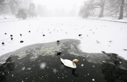 Un cisne nada en el lago del St.James's Park de Londres (Reino Unido). 