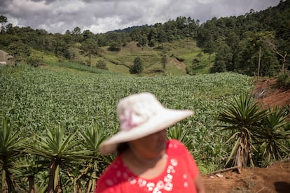 Campos de maíz que trabajan los vecinos de la aldea Cerro Verde, en Honduras.