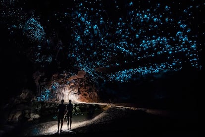 Las palabras maoríes wai (agua) y tomo (hoyo) dan nombre a la zona de Waitomo, que en superficie es una tranquila población rural de verdes colinas en la Isla del Norte de Nueva Zelanda, mientras que, bajo tierra, se transforma en un laberinto de cuevas, ríos subterráneos y simas de paredes luminiscentes por la presencia de unas luciérnagas autóctonas; el viajero tiene la impresión de estar explorando la negrura de una galaxia cuajada de estrellas. Las cuevas se originaron por la presión de las corrientes subterráneas sobre la piedra caliza blanda durante miles de años. El goteo del agua ha ido moldeando estalactitas, estalagmitas y conos de rocas estratificadas que se pueden conocer a pie, en bote, en rapel o lanzándose en tirolina.