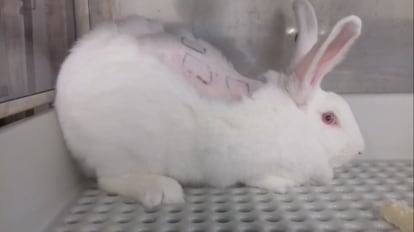 Uno de los conejos que aparece en el vídeo de Cruelty Free International.