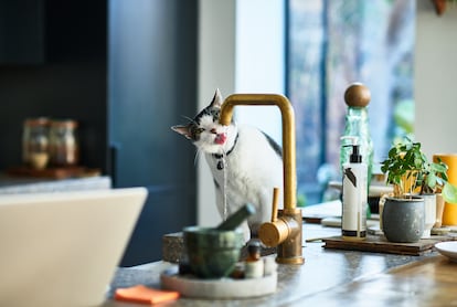 Tap water is suitable for hydrating cats, but it should be changed every day and make sure the cat drinks, because otherwise it could be a sign that it is sick.