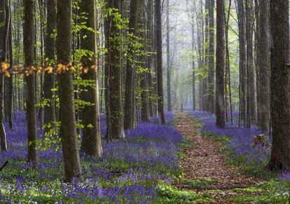 Campanillas silvestres florecen a mediados de abril, tiñendo el bosque Hallerbos completamente de azul, en Halle (Bélgica).