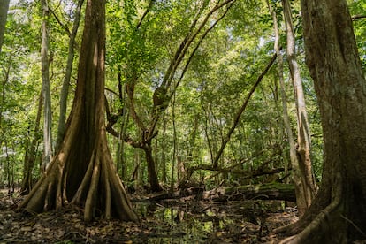 El agua de este humedal es clave en relación con el Bosque Nacional el Yunque (a 12.000 metros).