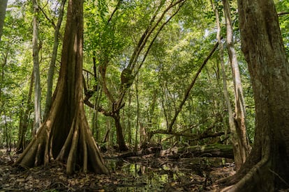 The water in this wetland is key in relation to the Yunque National Forest.