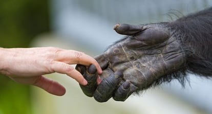 Humanos y primates comparten rasgos y cualidades.