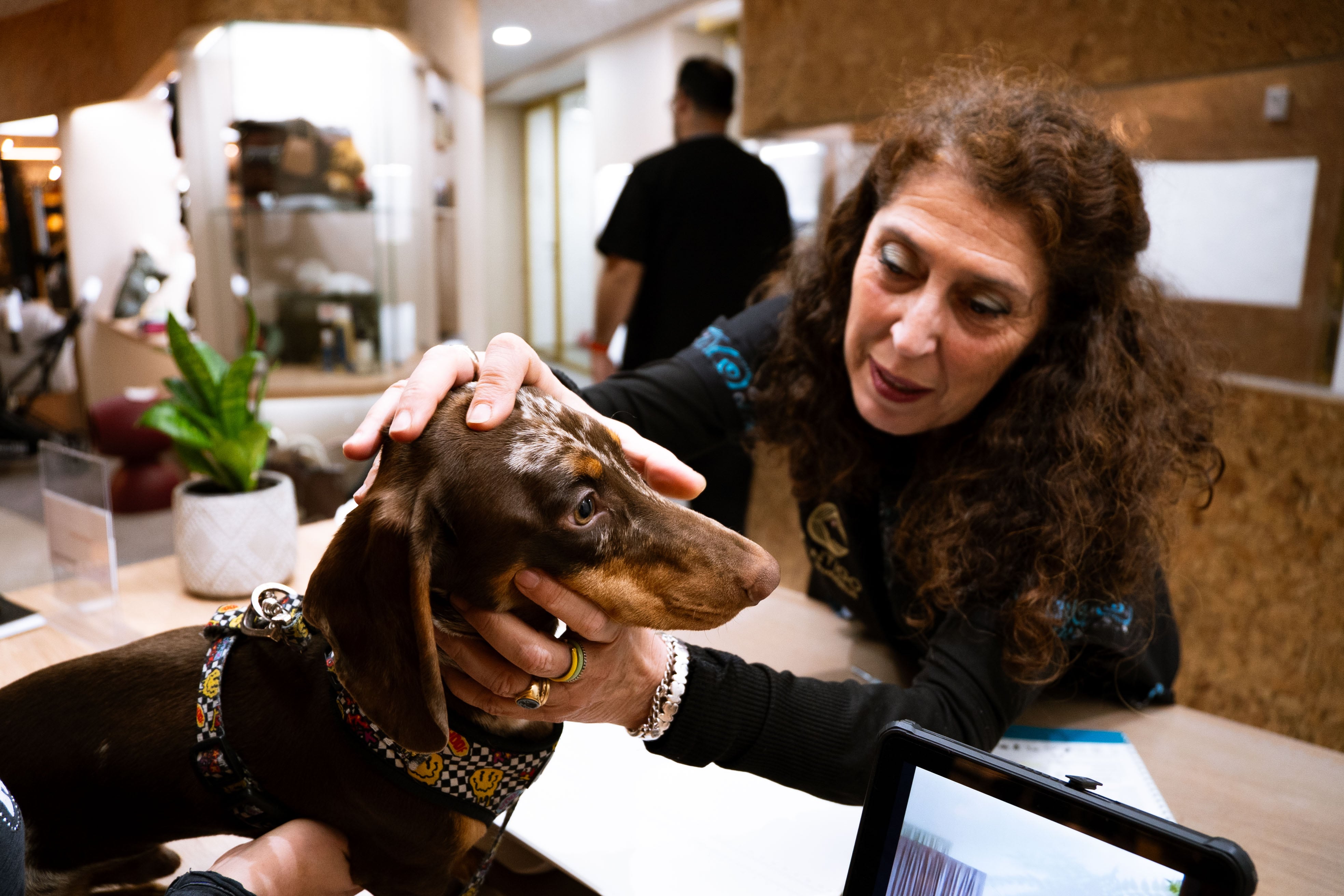 Elena, veterinaria en Contigo Cuidados, en la recepción del centro, examinando a un 'teckel' llamado 'Clark'.