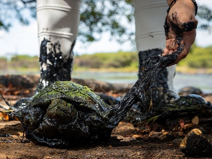 Una tortuga llena de petróleo es extraída del lago Maracaibo en Venezuela, el 12 de julio 2023.