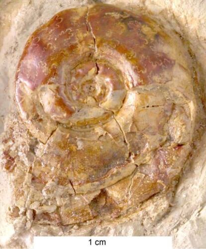 Un ammonites (<i>Psiloceras spelae</i>), el fósil de un molusco cefalópodo.