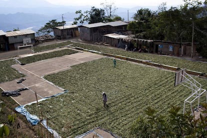 Hojas de coca son secadas al sol en una pista de baloncesto en Pichari (Perú).