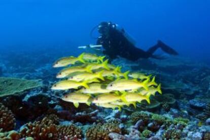 El submarinismo es otro de los deportes que se puede practicar en la isla de Christmas (Kiribati).