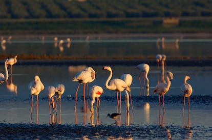 MÁLAGA. LAGUNA DE LA FUENTE DE PIEDRA. A 20 kilómetros de Antequera por la A-92 en dirección a Sevilla aparece uno de los mayores complejos lagunares endorreicos de España, con una superficie total en época húmeda de 1.365 hectáreas. La laguna de Fuente de Piedra, en la que drenan los arroyos Charcón y Santillán, está sujeta al régimen de lluvias, por lo que su perímetro es muy variable y en verano se seca, dejando una capa de sal que fue utilizada para su extracción desde época romana. Este uso industrial ha provocado muchos cambios en su superficie y riberas, sobre todo por la construcción de diques y canales. Un mirador junto al centro de visitantes José Antonio Valverde permite apreciarla en su totalidad, pero sin unos buenos prismáticos será muy difícil ver aves, más allá de puntitos en la lejanía. Se calculan en 170 las especies que usan este espacio a lo largo del año. De ellas, el flamenco es el rey y puede verse en grandes bandadas en primavera, durante la estación de cría. Carrizos, eneas, tarajes y plantas halófilas rodean la laguna. 
