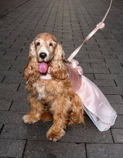 A cocker Sheera com o vestido usado no casamento de sua dona, no qual portou as alianças. Ambas estavam com trajes combinando