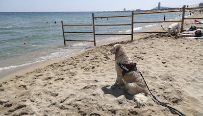 Un animal descansant a la platja de gossos del Fòrum