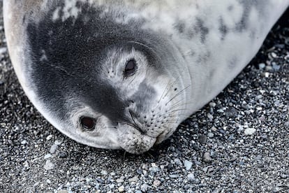 Una foca de Weddell.