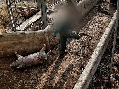 Cerdo muerto en una granja porcina en Quintanilla del Coco (Burgos), denunciada por maltrato animal, mientras gozaba del sello de bienestar animal.