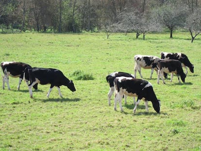 Vacas en una explotación ganadera asturiana el 12 de febrero de 2020.