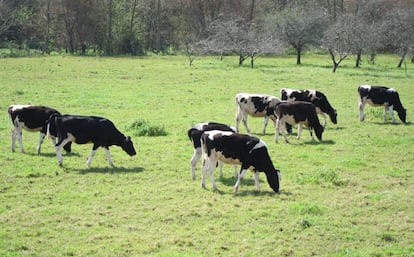 Vacas en una explotación ganadera asturiana el 12 de febrero de 2020.