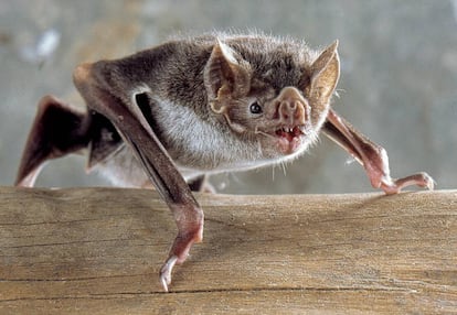 Vampiro común (Desmodus rotundus).